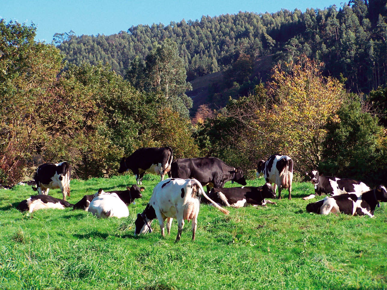 Vacas en pastoreo