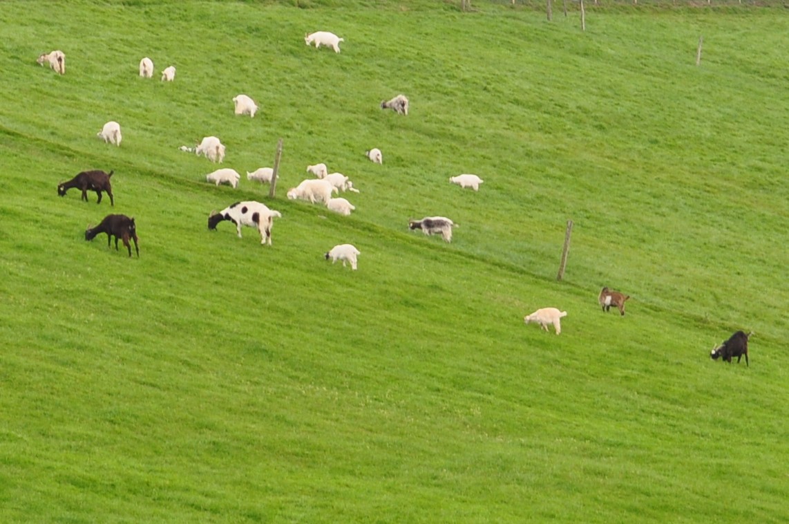 Foto La carga ganadera: efectos sobre la productividad del caprino y el pasto
