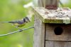 Foto Las cajas nido para pájaros ayudan a controlar las plagas del manzano 
