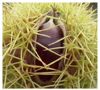 Foto Polifenoles: “fruto” oculto del castaño