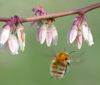 Foto Los abejorros son imprescindibles para la polinización del arándano