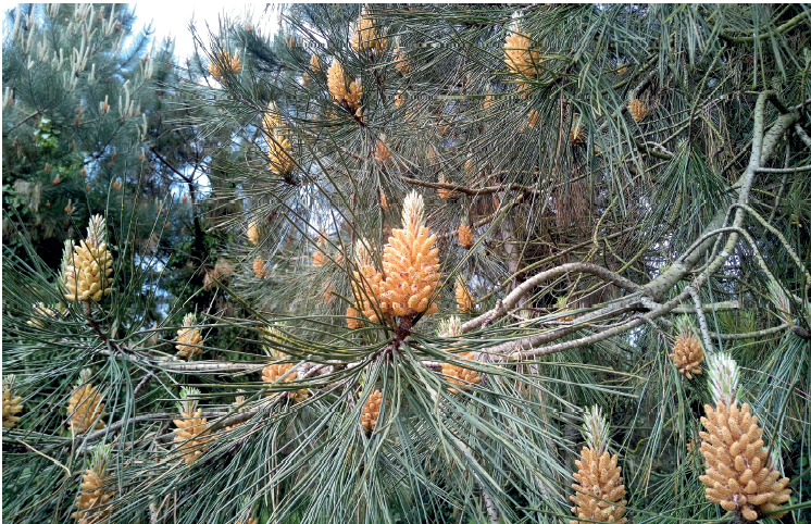 Foto Sistemas experimentales para la evaluación precoz de los recursos genéticos de "Pinus Pinaster" Ait. 