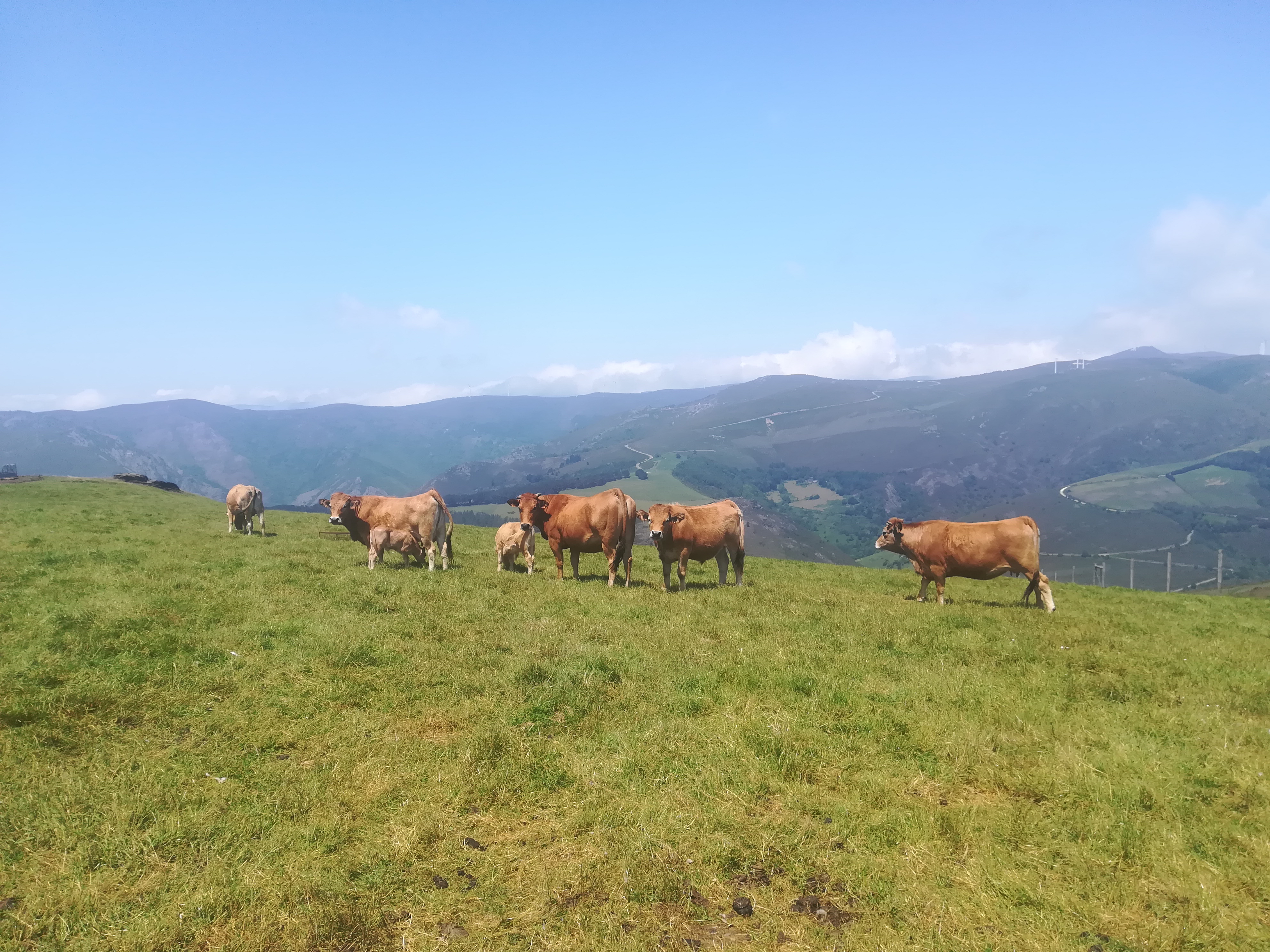 Foto Collares GPS para ganado. Funcionamiento y estudio de la conducta de pastoreo