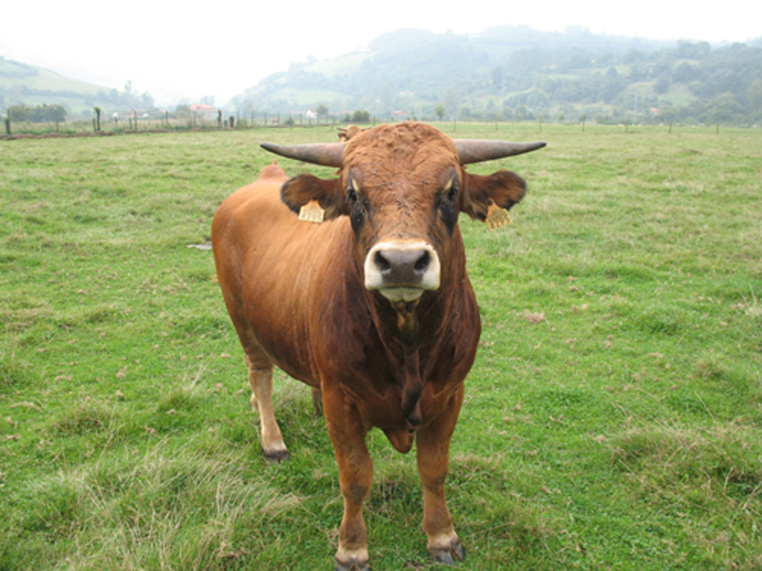 Producción de carne de buey joven de razas asturianas integrando la gestión sostenible de prados de valle y pastos naturales de montaña