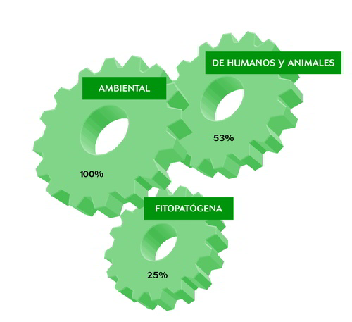 Figura 2.-Biota bacteriana de las semillas analizadas, porcentaje de cada clase de bacterias presente en las muestras. © Ana González. SERIDA 2011.