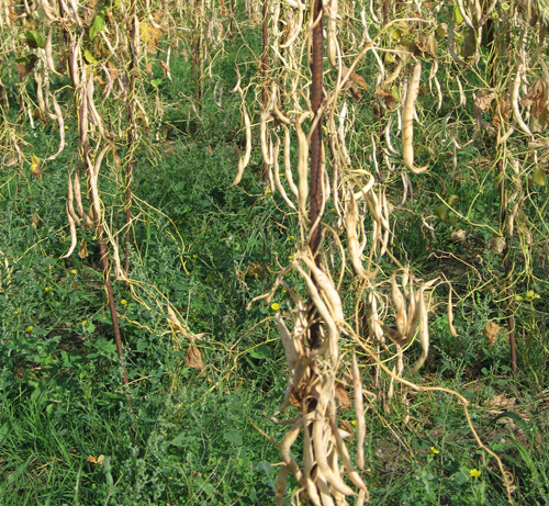 Las malas hierbas contribuyen a la supervivencia de algunas bacterias fitopatógenas. © Ana González. SERIDA. 2011