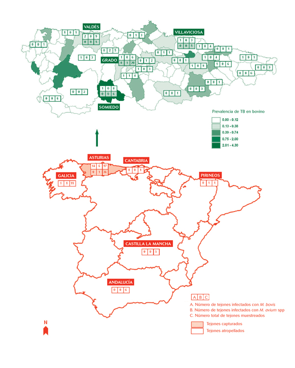 Figura 1. Distribución geográfica de los tejones (capturados y atropellados) muestreados e infectados con M. bovis y M. avium spp. en España. En la imagen de Asturias se muestra el número y la distribución geográfica de tejones muestreados, así como los tejones infectados por M. bovis y M. avium spp. En escala de grises aparece la prevalencia de tuberculosis bovina en Asturias (MARM, 2009).