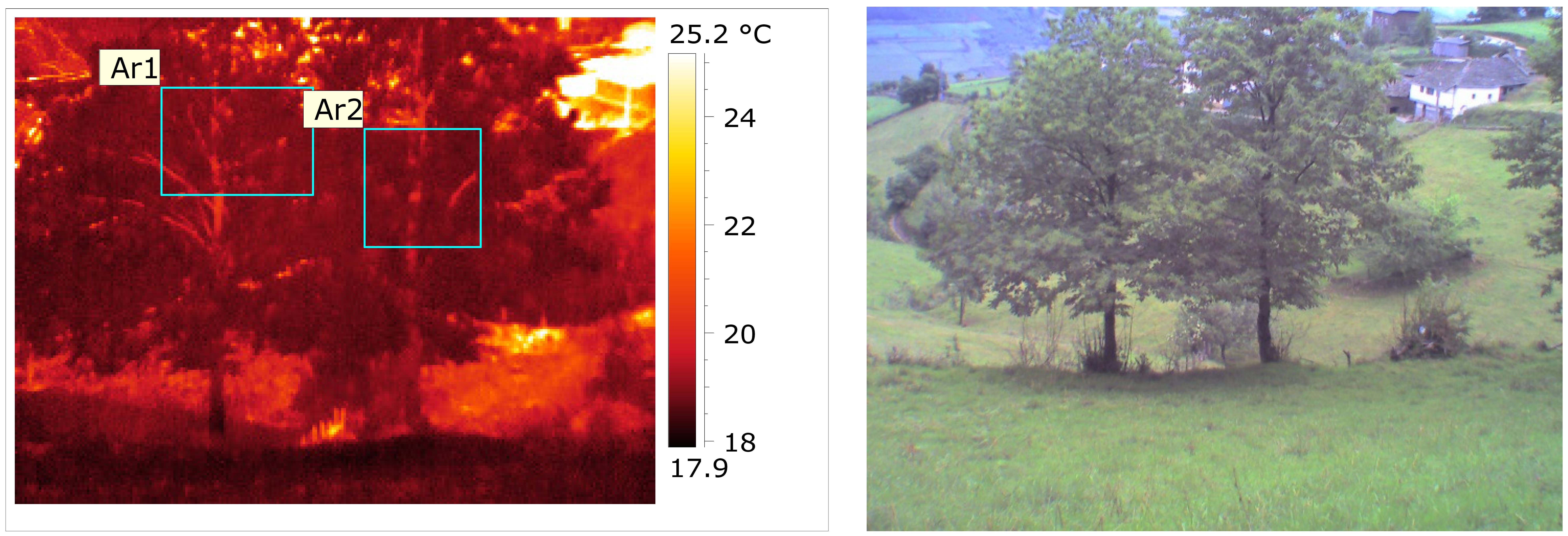 Imagen térmica con árbol sano (Ar2) y árbol enfermo (Ar1). Cangas del Narcea. © TRAGSATEC 2011. 