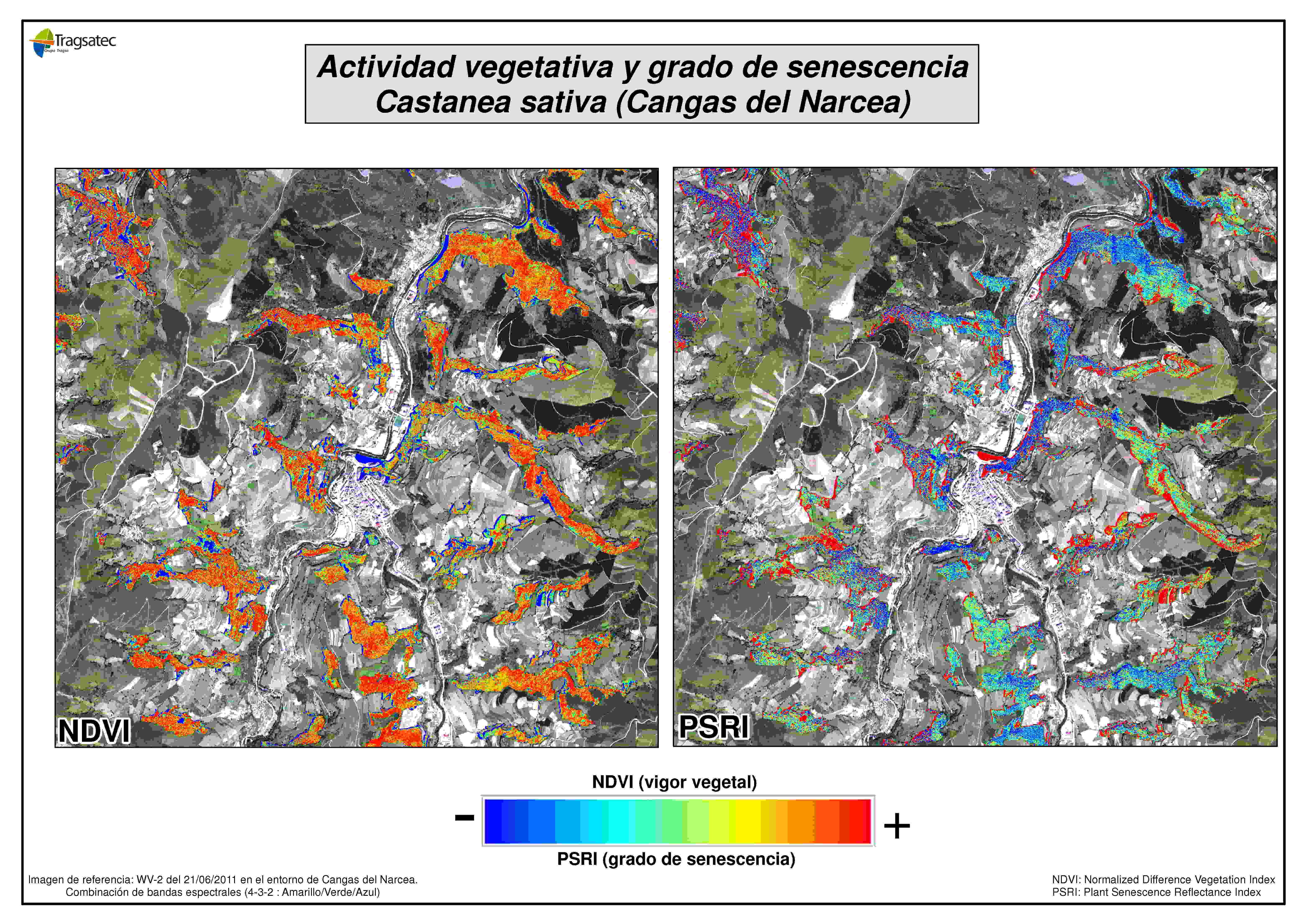 Cartografía de índices de vegetación, sobre las superficie de castaño de la zona de Cangas del Narcea. .© TRAGSATEC 2011.