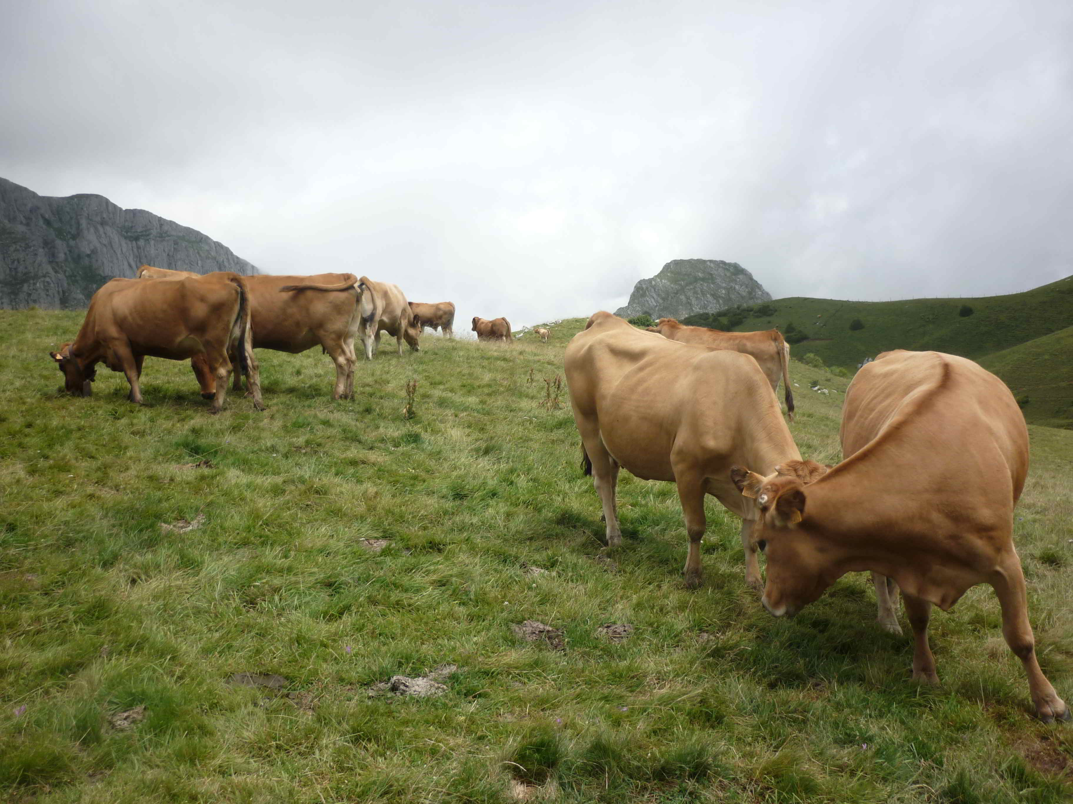 Vacas de cría aprovechando los recursos pastables, muy abundantes en toda la Cornisa Cantábrica. © SERIDA 2011.