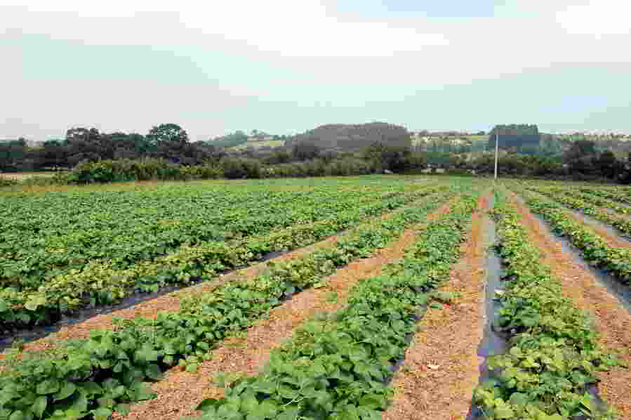 Fotografía 3. Acolchado con plástico negro en la línea de cultivo de la variedad ‘Xana’ con hábito de crecimiento determinado.© SERIDA 2012