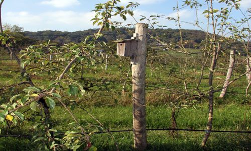Caja nido en una plantación joven de manzano