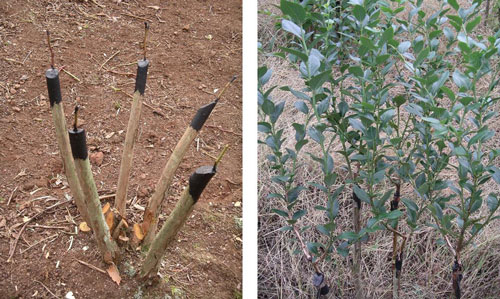 A la izquierda, planta recién injertada, Marzo 2006. A la derecha, Planta injertada durante el primer año de crecimiento, julio 2006. (Fotografía © J. C. García)
