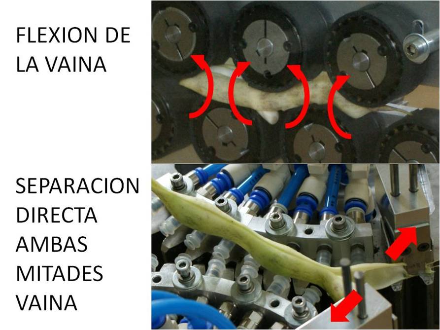 Fotografía 2.- Ejemplos de procesos básicos de desgranado. © D. Fernández y C. Suárez