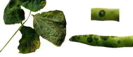 Fotografía 1. A la izquierda, síntomas de grasa en hojas de “faba” granja. A la derecha, síntoma típico de mancha aceitosa en las vainas. © Ana González