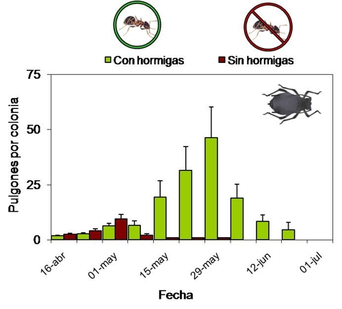 Efecto de las hormigas sobre el pulgón ceniciento en una plantación de manzanos: tamaño de las colonias en presencia y en ausencia de hormigas