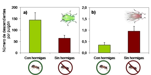 Efecto de las hormigas sobre (a) el pulgón verde y (b) el lanígero: número de descendientes que tuvo cada pulgón en presencia y en ausencia de hormigas en el ensayo en macetas