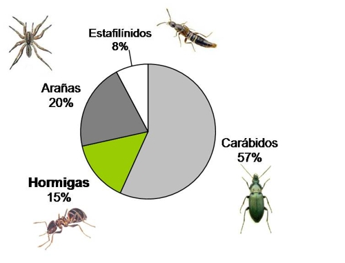 Gremio de depredadores que viven en el suelo de las pumaradas. Se presenta el porcentaje relativo de cada taxón.