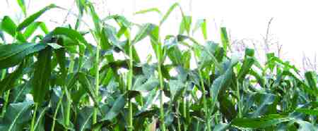 Cultivo de maíz