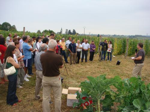 Detalle mostrando la presentación de las dos variedades en la parcela demostrativa. © SERIDA