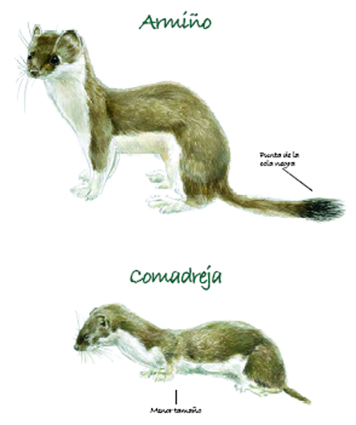 Ilustración 1. Armiños y comadrejas son depredadores muy eficaces de rata topo y topillos. (© Gonzalo Gil).