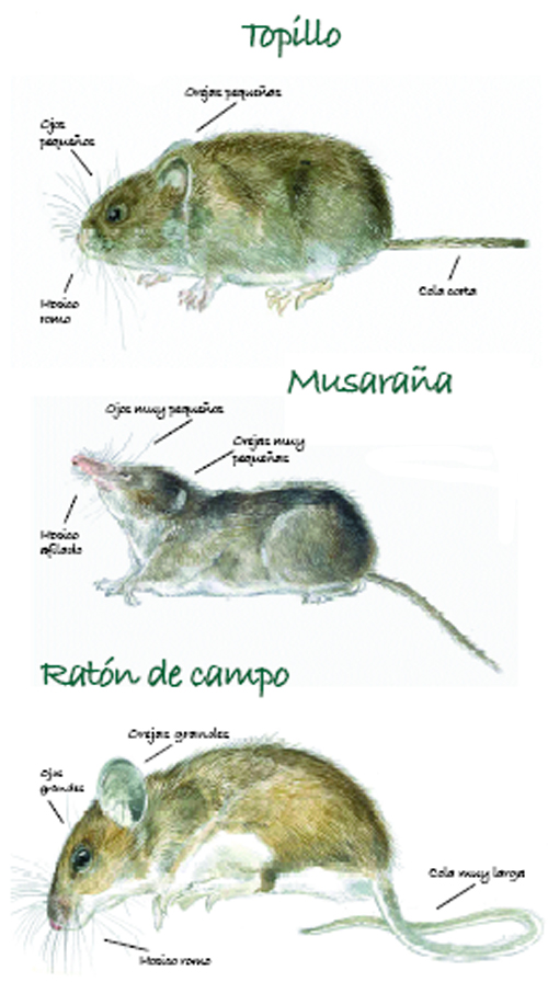 Ilustración 3. Comparación entre la morfología de un topillo lusitano, una musaraña y un ratón de campo. (© Gonzalo Gil).