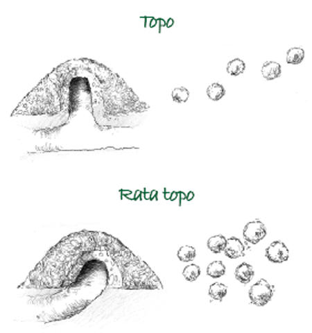 Ilustración 4. Diferencias entre el topo y la rata topo en la disposición del agujero de salida de la galería y distribución de las toperas en el espacio. (© Gonzalo Gil).