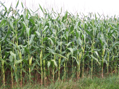 El maíz forrajero es el cultivo que presenta mayor producción de los usados habitualmente en las explotaciones ganaderas asturianas.© SERIDA
