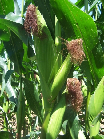 Detalle de mazorca de maíz. © SERIDA.