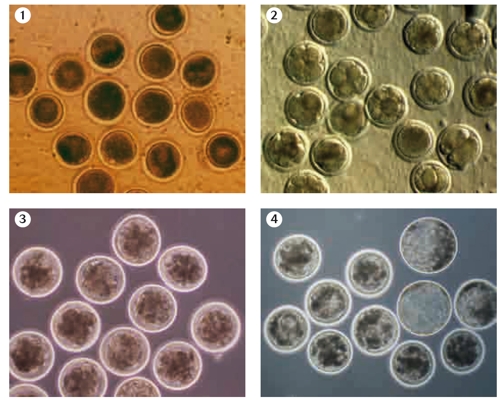Figuras 1 a 4. Zigotos y embriones bovinos producidos in vitro en días 1, 3, 6 y 8 post fecundación. © SERIDA