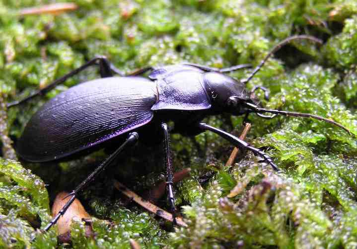 Escarabajo carábido (Carabus macrocephalus). Fotografía © Rocío Rosa
