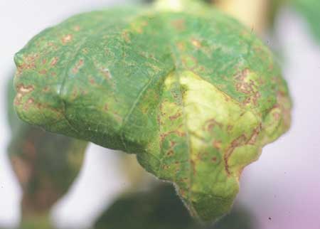 Síntomas de marchitez bacteriana sobre hojas de judía © SERIDA