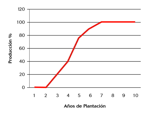Gráfico 1. Evolución de la producción los primeros 10 años de cultivo. La cosecha comienza al 3º año de la plantación. © J. C. García.