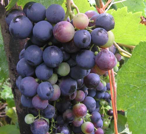 Racimo de uvas de cultivar localizado en Illano