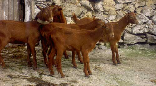 Grupo de cabras bermeyas. © V. Guerra