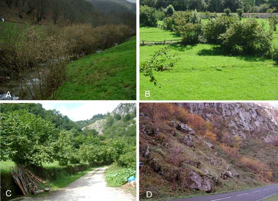 Situación característica del avellano en Asturias. (A, B, C): Árboles cultivados formados en matas y situados en los bordes de las fincas o en las orillas de los ríos. (D), avellanos silvestres en el Puerto de Ventana