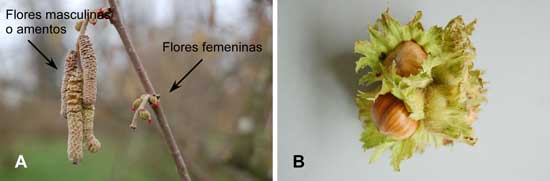 Fotografía 2. (A) Flores masculinas o amentos y flores femeninas, (B) fruto del avellano. (Fotografías © J. J. Ferreira)