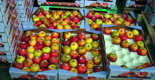 Manzanas preparadas para comercializar. Fotografía © Marcos Miñarro