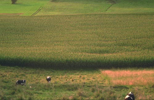 El maíz forrajero ocupa importantes superficies en las explotaciones de leche.