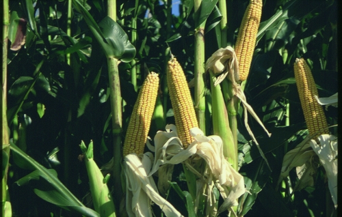 El maíz presenta buenas producciones por hectárea y altos contenidos energéticos. 