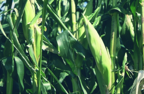 El maíz presenta buenas producciones por hectárea y altos contenidos energéticos. 