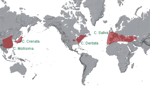 Distribución del castaño en el mundo
