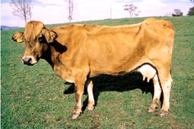 Vaca con condición corporal 1,75. Véase la prominencia de las apófisis lumbares