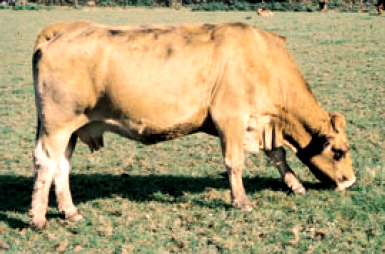Vaca con condición corporal 2,75. Estado idóneo para una rápida cubrición post-parto.