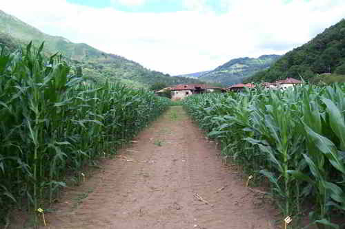 Campo de evaluación de variedades de maíz forrajero