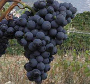 Variedad de uva del Vino de Cangas Carrasquín. ©SERIDA