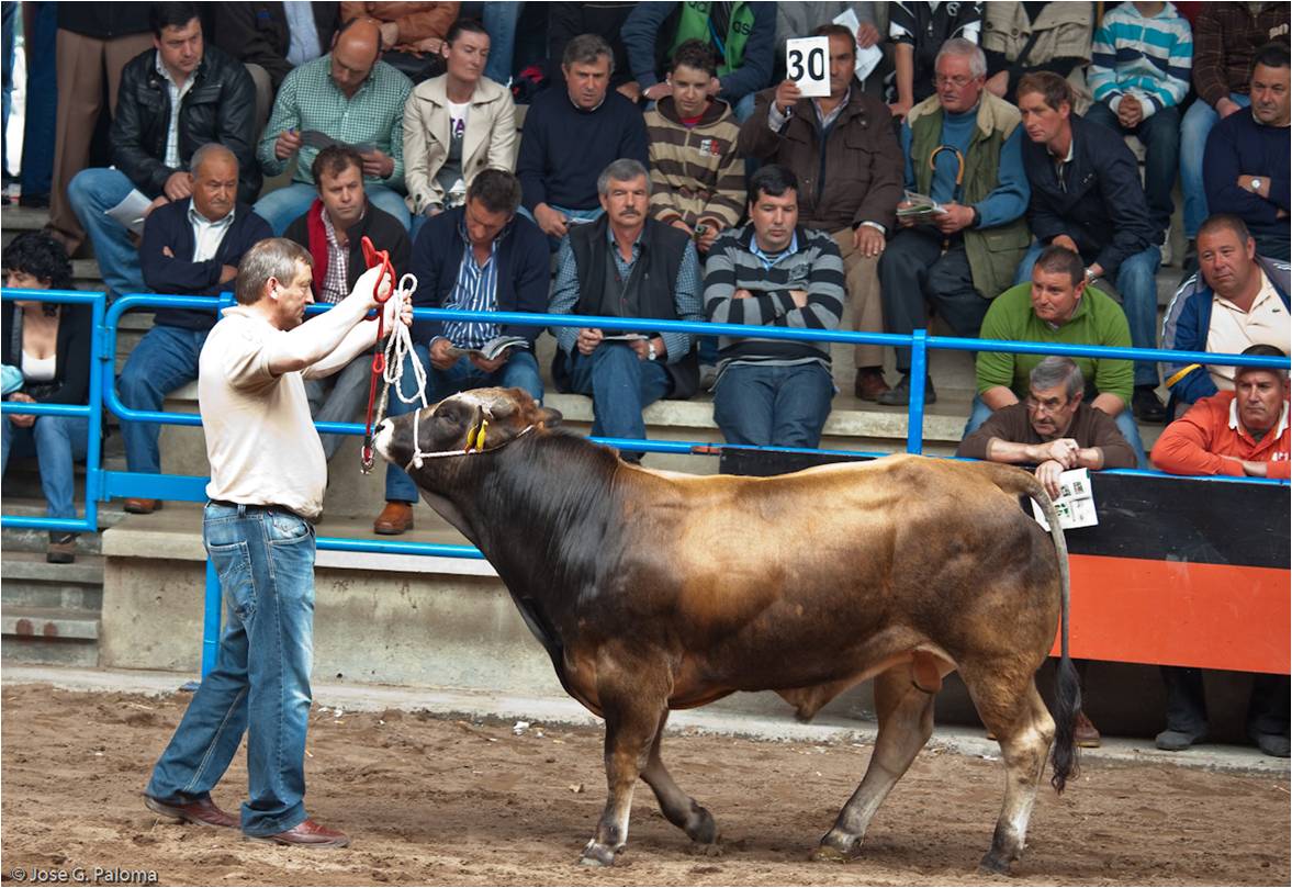 Subasta de toro de la raza Asturiana de los Valles