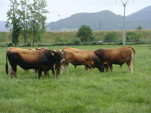 Puesta en valor de la carne de ganado de vacuno mayor en Asturias y en la Cornisa Cantábrica MAYORFLAVOR