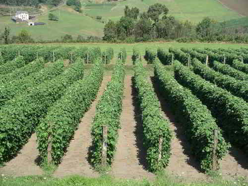 Plantación de Fabes en el occidente de Asturias