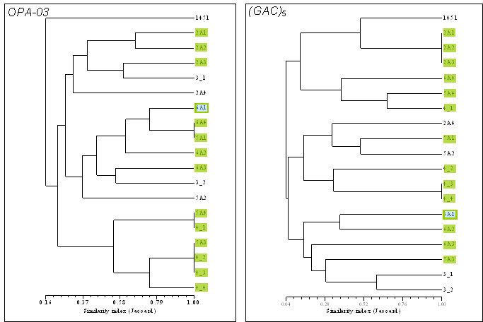 Agrupamientos de similitud para las cepas D. bruxellensis